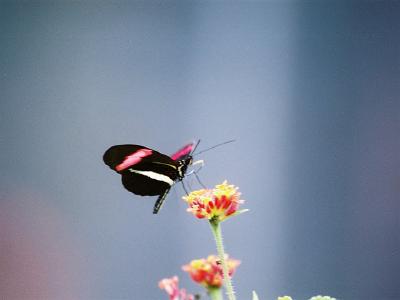 Jason's Trips - Album 1